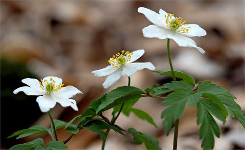 Close-up of white flowering plant