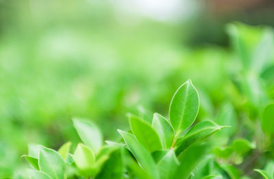 Close-up of fresh green plant