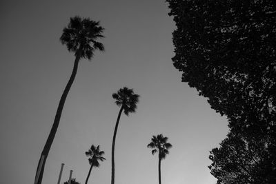 Low angle view of coconut palm trees against sky