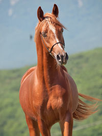 Close-up of horse on field against sky