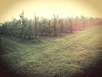 Scenic view of grassy field