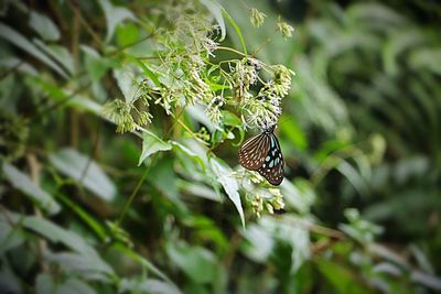 Close-up of butterfly on plant