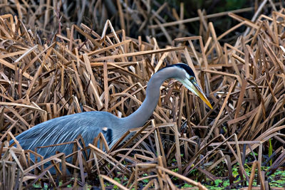 Close-up of gray heron