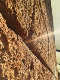 Close-up of tree trunk by sea