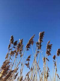 Low angle view of stalks against blue sky