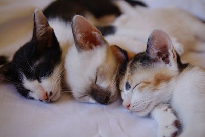 Close-up of cats sleeping