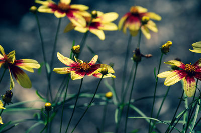 Close-up of yellow flowering plants