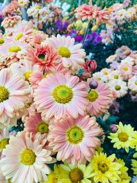 High angle view of pink flowering plants