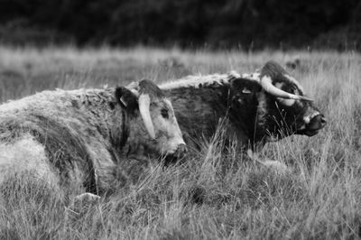 Cat relaxing on grassy field