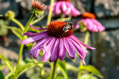 Close-up of butterfly on pink flower