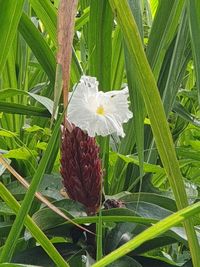 Close-up of white flowering plants