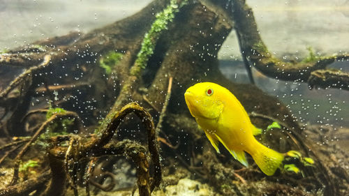 Close-up of fish swimming in sea