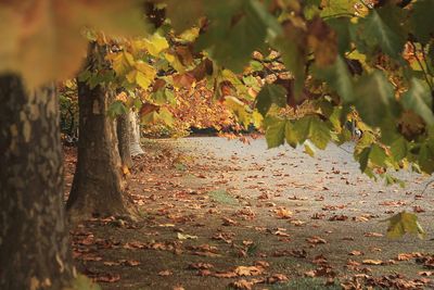 Plants growing on land during autumn