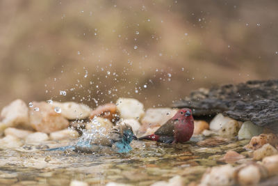 Close-up of turtle in water