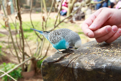 Close-up of hand holding bird