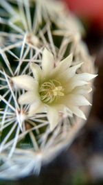 Close-up of white flowers blooming outdoors