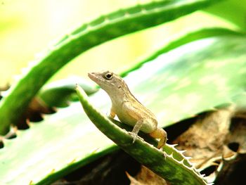 Close-up of lizard on leaf