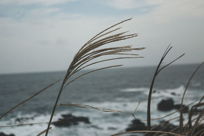 Close-up of stalks against sea and sky