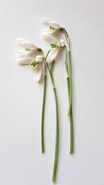 Close-up of white flower