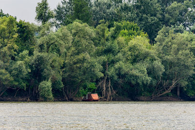 Trees growing in forest