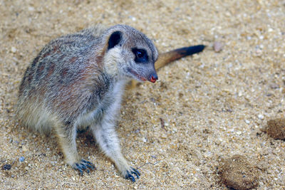 Close-up of meerkat