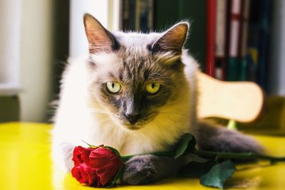 Close-up portrait of cat