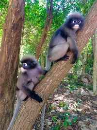 Monkey sitting on tree branch