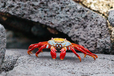 Close-up of crab on rock