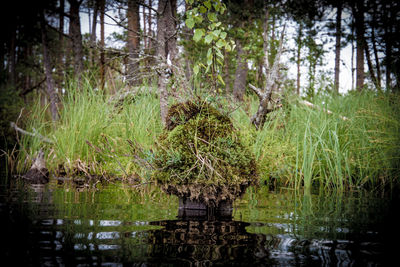 Scenic view of lake in forest
