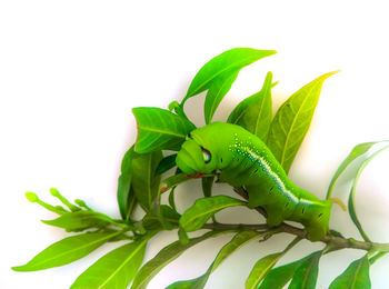 Close-up of green lizard on plant against white background