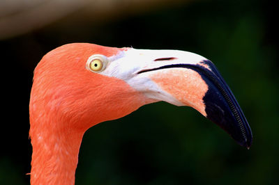 Side view close-up of flamingo looking away