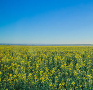 Yellow flowers in field