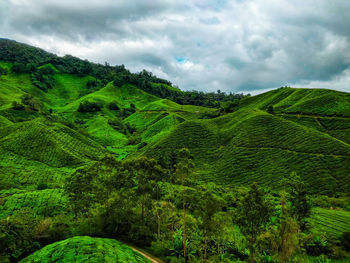 Scenic view of green landscape against sky