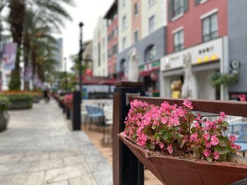 Close-up of pink flowering plant in city