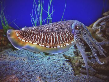 Close-up of fish underwater