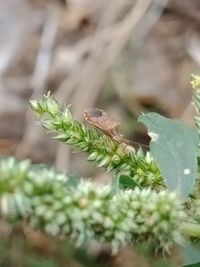 Close-up of insect on plant