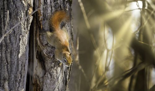 Red squirrel