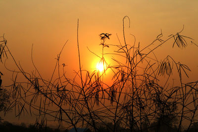 Silhouette plants against orange sky during sunset