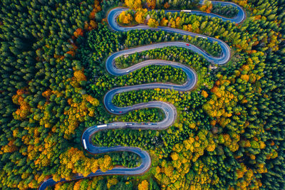 High angle view of yellow flowering plants