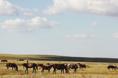 Horses grazing in a field