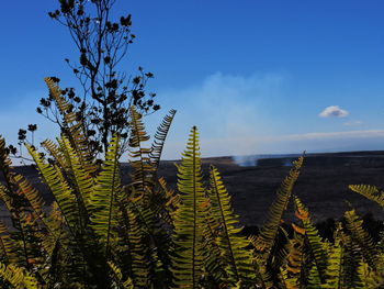 Low angle view of plants against sky