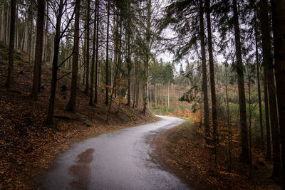 Road amidst trees in forest