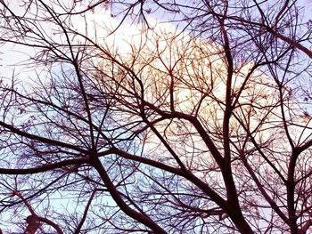 Low angle view of bare trees against sky