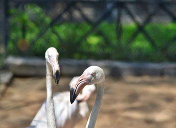 Close-up of pelican