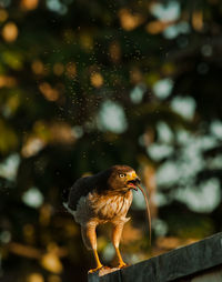 Close-up of bird perching on tree