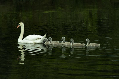 Swans swimming in lake