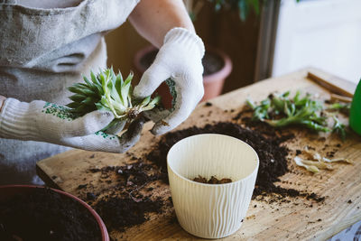 Home garden. how to transplant repot a succulent, propagating succulents. woman gardeners hand 