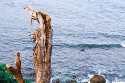 Driftwood on wooden post in sea