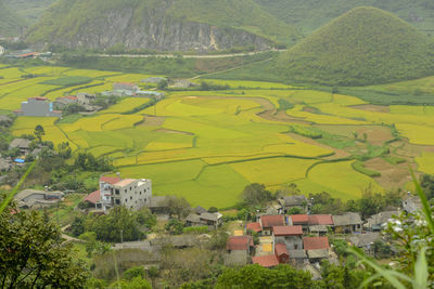 Scenic view of agricultural field by houses against trees