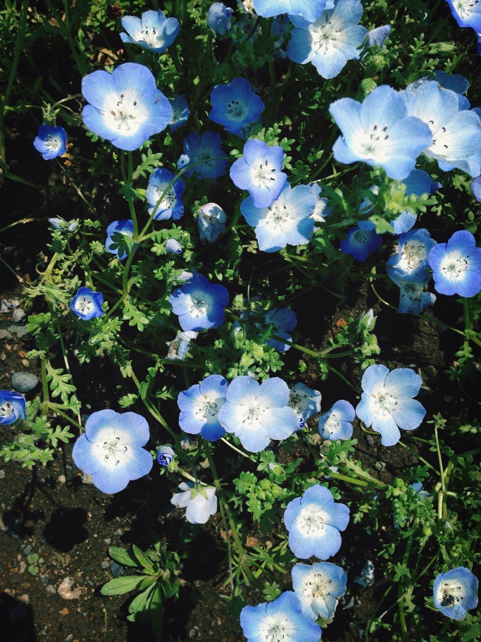 flower, white color, fragility, growth, freshness, beauty in nature, nature, petal, plant, flower head, blooming, blue, close-up, high angle view, field, white, in bloom, leaf, day, blossom